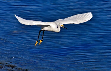 heron flying over water