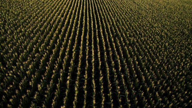 Cool pattern of rows of corn from above