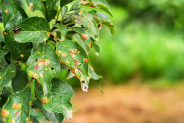 plum tree disease. clasterosporiasis, coccomycosis, marsoniosis on plum leaves. space for text