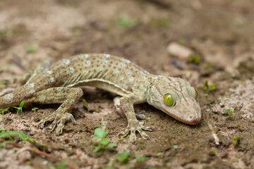 Gekkonidae on Nature Place