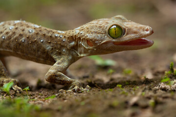 Gekkonidae on Nature Place