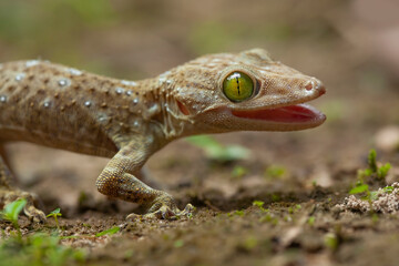 Gekkonidae on Nature Place