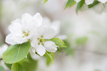 Fototapeta premium white apple blossoms, selective focus