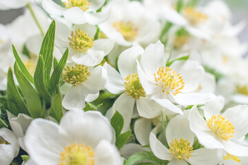 many colors of the white-yellow snowdrop Anemone Sylvestris. bright and spring photo. Selective focus, close-up