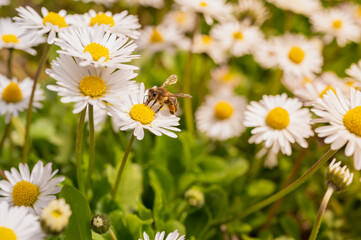 Obraz na płótnie Canvas daisies in sunlight with bee on blooming flower. Nature and selective focus close up