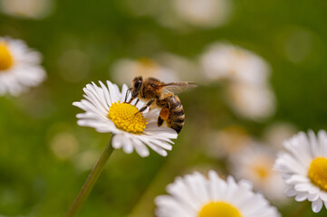 daisies in sunlight with bee on blooming flower. Nature and selective focus close up
