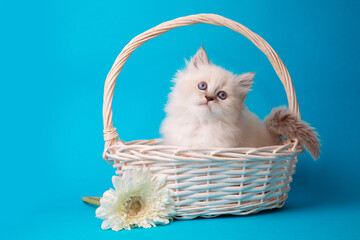Fototapeta na wymiar cute kitten sitting in a basket on a blue background, studio shooting