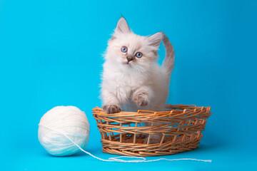 Fototapeta na wymiar cute kitten sitting in a basket with a ball of thread on a blue background, studio shooting