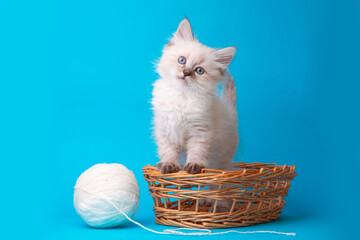 Fototapeta na wymiar cute kitten sitting in a basket with a ball of thread on a blue background, studio shooting
