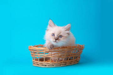 cute kitten sitting in a basket  on a blue background, studio shooting