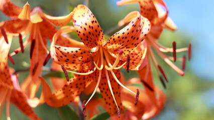 Tiger Lily flower. Lilium lancifolium. Orange blossoms with black dots. Tiger lilies in a garden. Wallpaper or background. Beautiful orange Tiger Lily Lilium tigrinum on a blurred background
