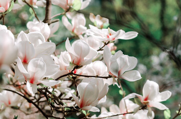 Obraz na płótnie Canvas Beautiful magnolia tree blossoms in springtime. Jentle magnolia flower against sunset light.