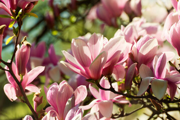 Fototapeta premium Beautiful magnolia tree blossoms in springtime. Jentle magnolia flower against sunset light.