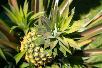 La piña está creciendo mucho en su planta.	