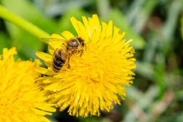 A bee is sitting on a dandelion. dandelions on a sunny spring day.