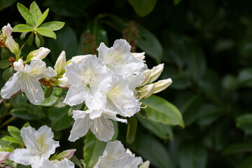 Lovely white Rhododendron flower selective focus, blurred background. Close-up view to beautiful blooming white rhododendron