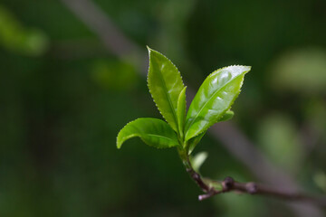 Closeup, Top of Green tea leaf in the morning, tea plantation, blurred background.