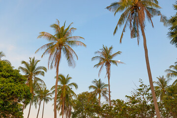Fototapeta na wymiar Palm trees on sunset blue sky as paradise holiday summer nature background