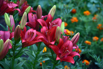 Red burgundy lily flowers close-up in the garden in summer.