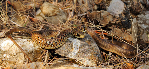 Balkan-Zornnatter // Balkan whip snake (Hierophis gemonensis) - Peloponnes, Griechenland