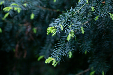 Yew Taxus baccata Fastigiata Aurea English yew, European yew new bright green with yellow stripes foliage in spring garden as natural background. Selective focus. Nature concept for design