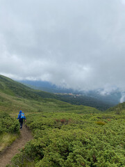 Bright early morning forest in the Carpathian mountains, Ukraine