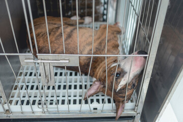 An abandoned or unwanted bull terrier in a cage at the dog pound, animal shelter or veterinarian...