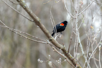 Red-Winged Blackbird Perched On A Branch