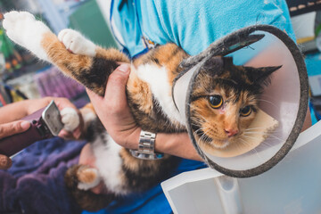 An agitated cat wearing an e-collar is held tightly by a groomer to prevent her from squirming...