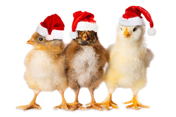 Three chicken with santa hats isolated on white - 521456272