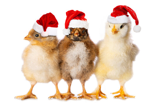 Three chicken with santa hats isolated on white