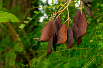 Secang, Sappan tree, Caesalpinia sappan Linn seeds