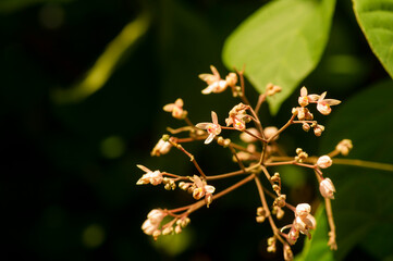 Tahongai, guest tree (Kleinhovia hospita), known as Timoho (Java, Indonesia) flowers and a bee. Shallow focus