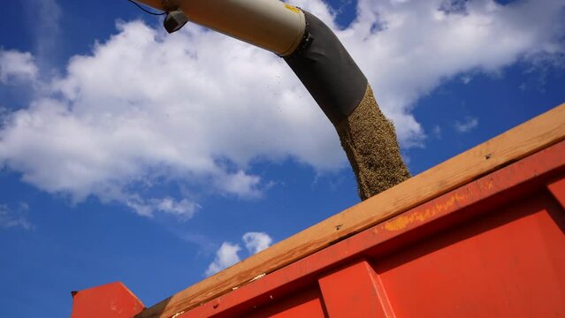 A combine harvester pours grain into a truck.
Grain harvest. Grain of wheat.