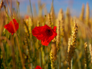 red poppy flower on the background of wheat field