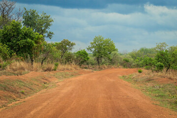 Fototapeta na wymiar Empty Road with Orange Sand and Green Trees in the Mole National Park, the Largest wildlife refuge of Ghana, West Africa