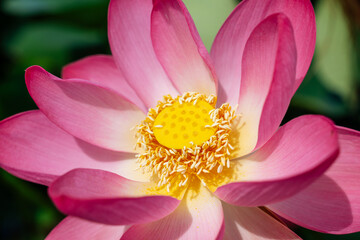 A pink lotus flower sways in the wind. Against the background of their green leaves. Lotus field on the lake in natural environment.