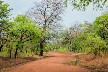 Empty Road with Orange Sand and Green Trees in the Mole National Park, the Largest wildlife refuge...