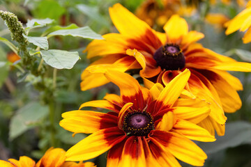 rough coneflower on a meadow in summer