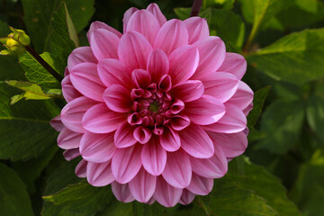 pink dahlia flower in the garden