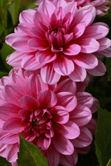 pink dahlia flower in the garden