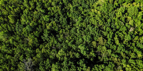 Aerial view over natural summer wilderness - obrazy, fototapety, plakaty