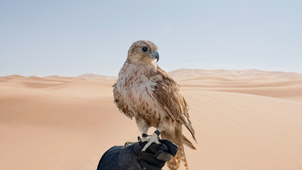 man holding White and Beige Falcon in the arab desert.
