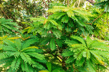 Zanthoxylum gilletii or East African satinwood tree, with its clusters of almost fern-shaped leaves.