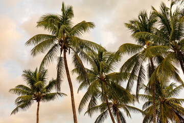 Fototapeta na wymiar Palm trees bearing coconuts against a partly cloudy sky.