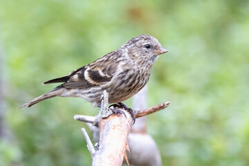 Eurasian Siskin