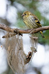 Eurasian Siskin