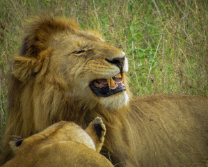 Lion (Panthera leo)