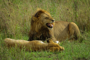 A couple of lions at mating time (Panthera Leo) - Serengeti National Park, Tanzania