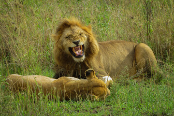 Obraz premium A couple of lions at mating time (Panthera Leo) - Serengeti National Park, Tanzania